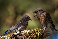Western Bluebird Babies
