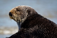 Sea Otter
