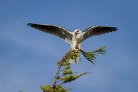 White-Tailed Kite