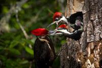 Pileated Woodpecker with Chicks