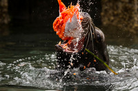 Bull Sea Lion with salmon stolen from fisherman