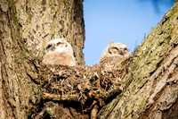 Great Horned Owlets