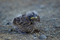Sparrows & Finches