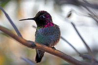 Anna's Hummingbird (Male)