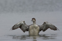 Loon