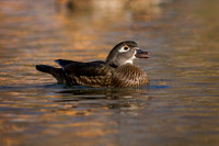 Wood Duck (Female)