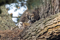 Great Horned Owl feeding Chicks