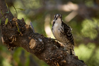 Nuttall's Woodpecker
