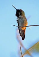Anna's Hummingbirds
