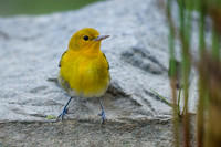 Prothonotary Warbler