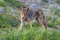 Coyote