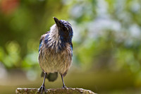 Robins, Jays & Corvids
