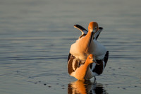 Avocet Pair