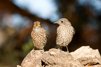 Western Bluebirds