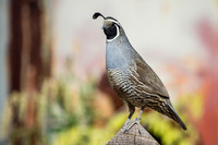 Doves & Quail