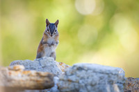 Chipmunk