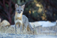 Foxes