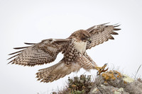 Red-Tailed Hawk