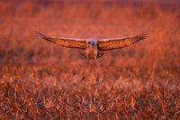Sandhill Crane