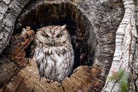 Western Screech Owl