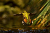 Allen's Hummingbird