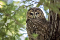 Spotted Owl