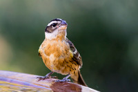 Black-Headed Grosbeak (female)