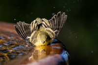 Lesser Goldfinch