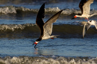 Black Skimmers