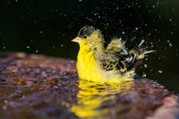 Lesser Goldfinch