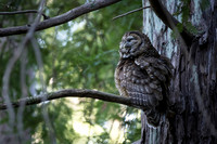 Spotted Owl
