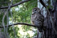 Spotted Owl