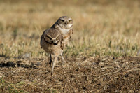 Burrowing Owl snack hand-off