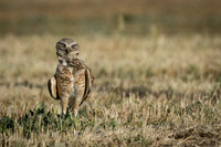 Burrowing Owl parent