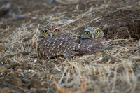 Burrowing Owl