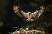 Osprey brings twigs for nest