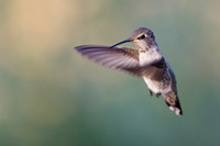 Anna's Hummingbird (Female)