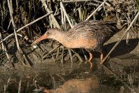Ridgeway's Rail