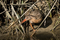 Ridgeway's Rail