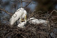 Great Egret feeds chicks