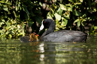 Coot with chicks