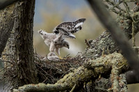 Redtail Hawk Chick