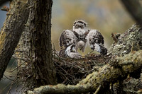 Redtail Hawk Chick