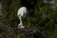 Egret parent feeds chicks