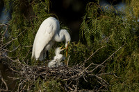 Egret parent feeds chick
