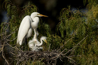 Egret with chicks