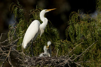 Egret chick feeds another chick
