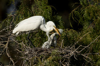 Egret parent feeds chicks