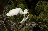 Egret parent with chicks
