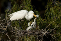 Egret parent feeds chick